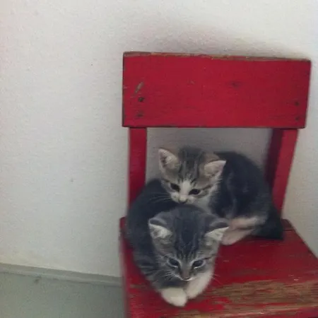 阿格达尔住宿加早餐旅馆 尼克宾摩斯