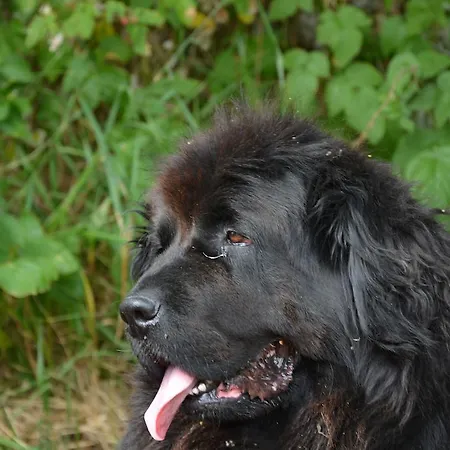 农家乐 阿格达尔住宿加早餐旅馆